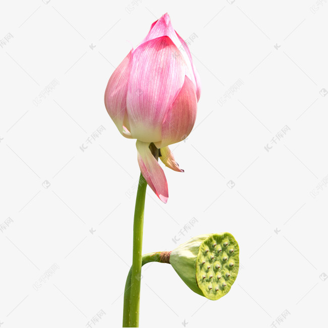 荷花花苞