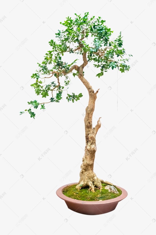 九里香植物盆景