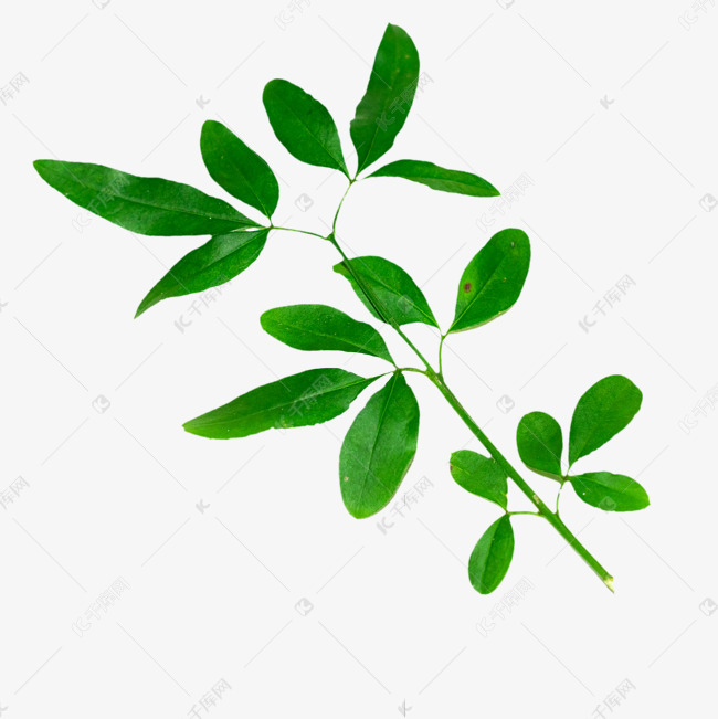 绿色迎春花叶