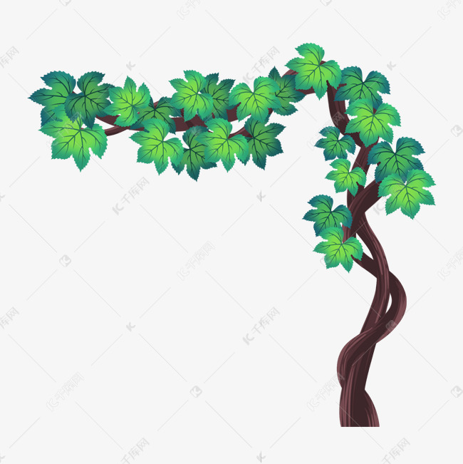 绿植葡萄藤