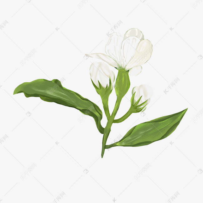 高质量手绘白色茉莉花