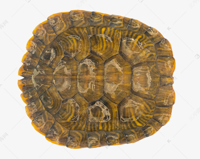 黄色乌龟壳