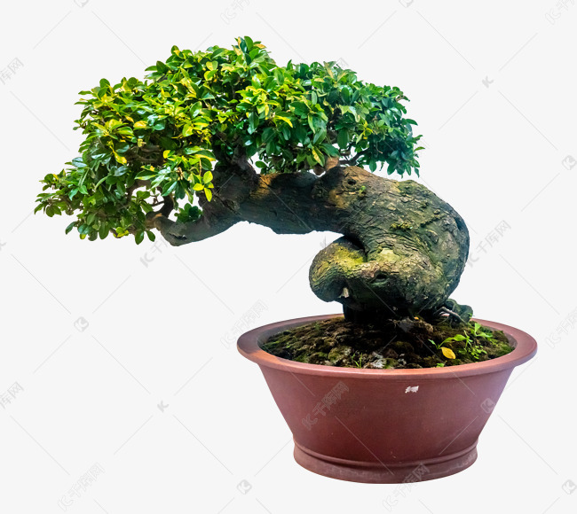 榕树树木盆景