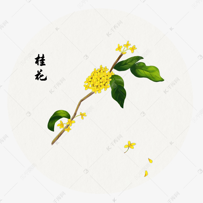 手绘桂花