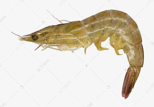 美食鲜虾