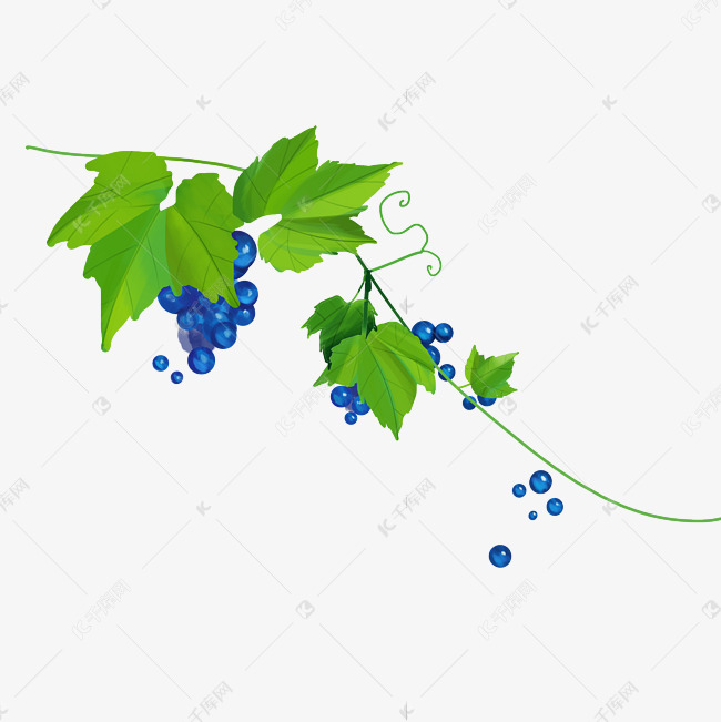 蓝色葡萄葡萄藤