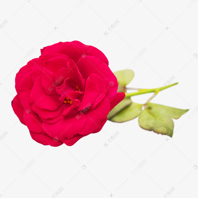 红色花朵鲜花