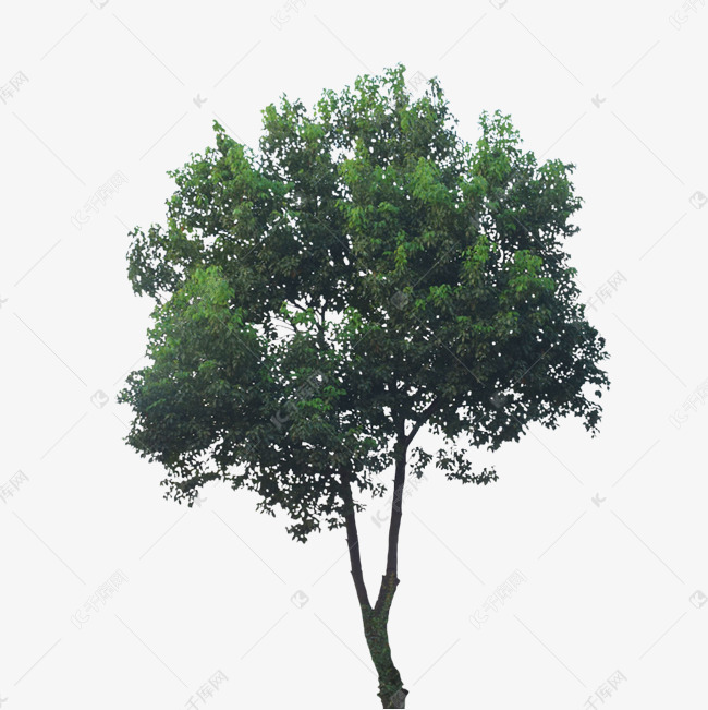 树什么茂盛成语_树叶茂盛的有什么树(3)