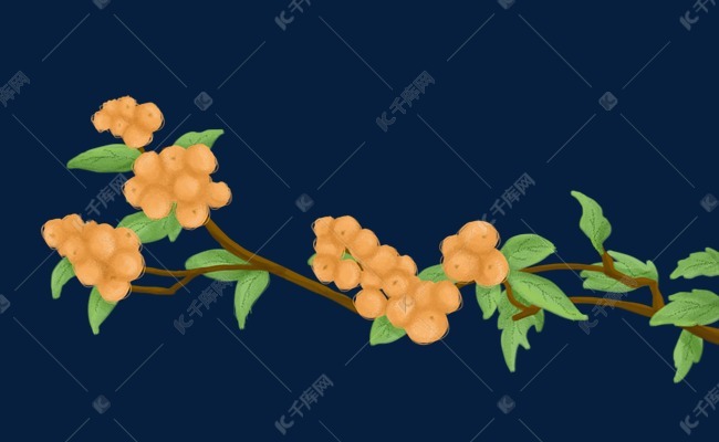 枇杷树枝