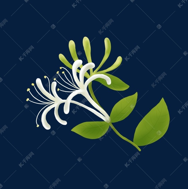 手绘中草药金银花