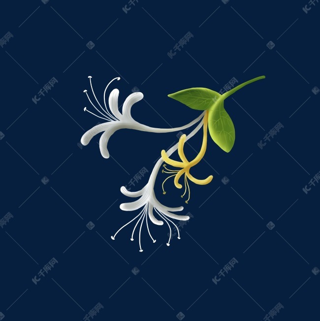 手绘仿真金银花