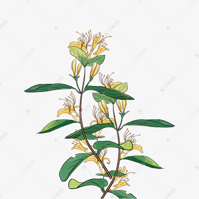 金银花黄色植物素材图片免费下载-千库网