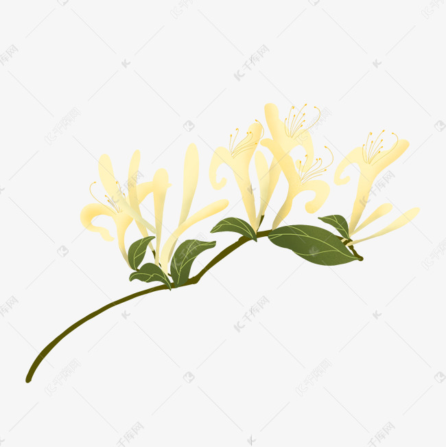 金银花黄色手绘素材