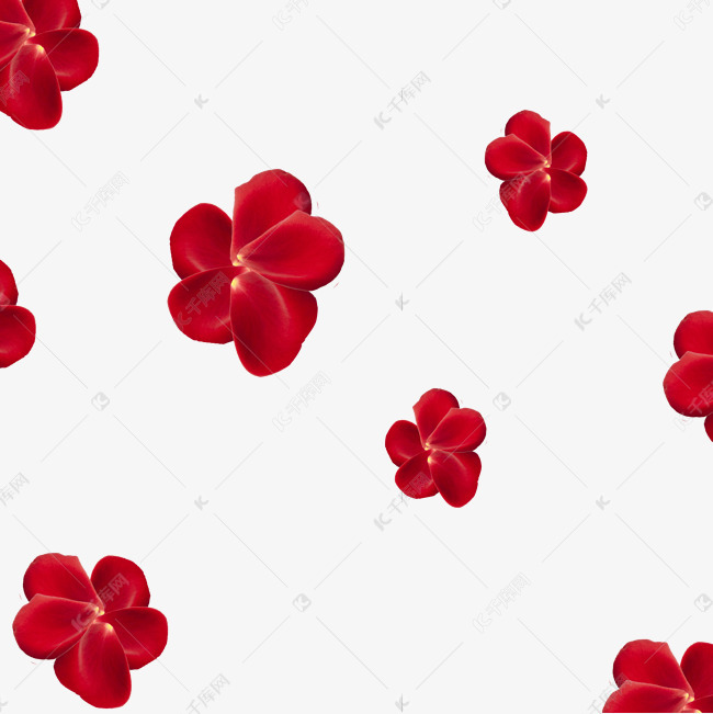 飘落玫瑰花花瓣