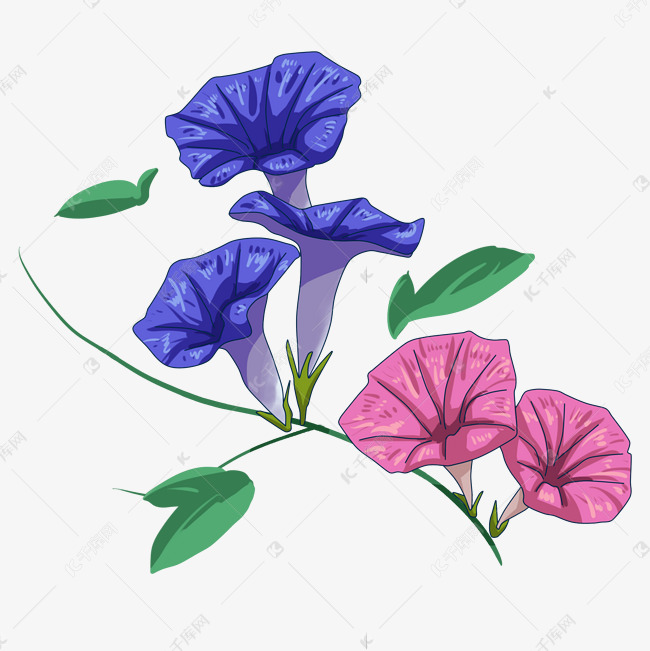 手绘牵牛花