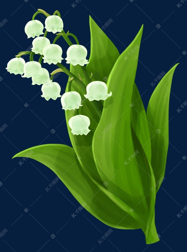 白花铃兰花