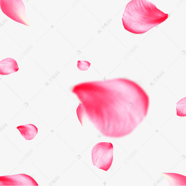 美丽花瓣落花
