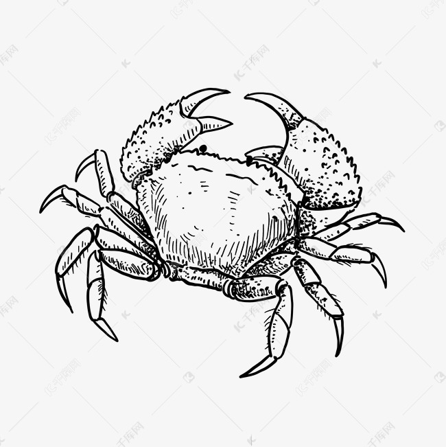 线描螃蟹