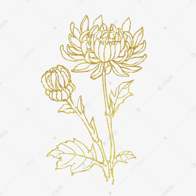 烫金线描菊花