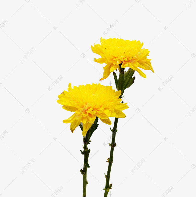 黄色菊花鲜花
