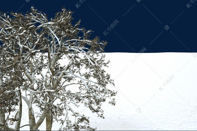 雪景树枝