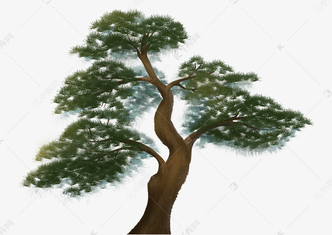 手绘松树松柏树木插画
