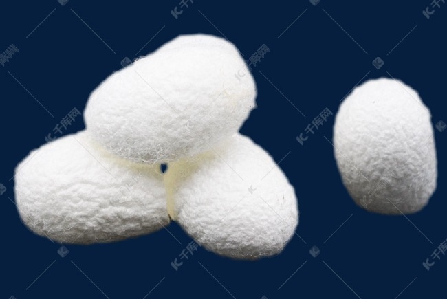 白色蚕茧蚕壳