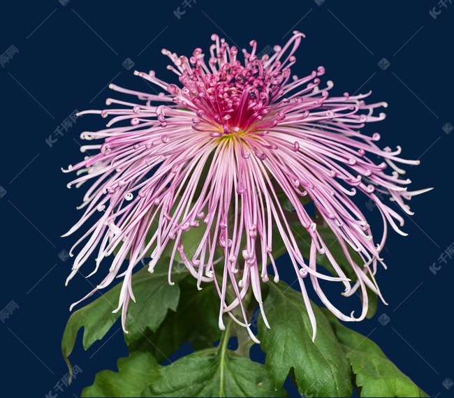 秋天粉色菊花