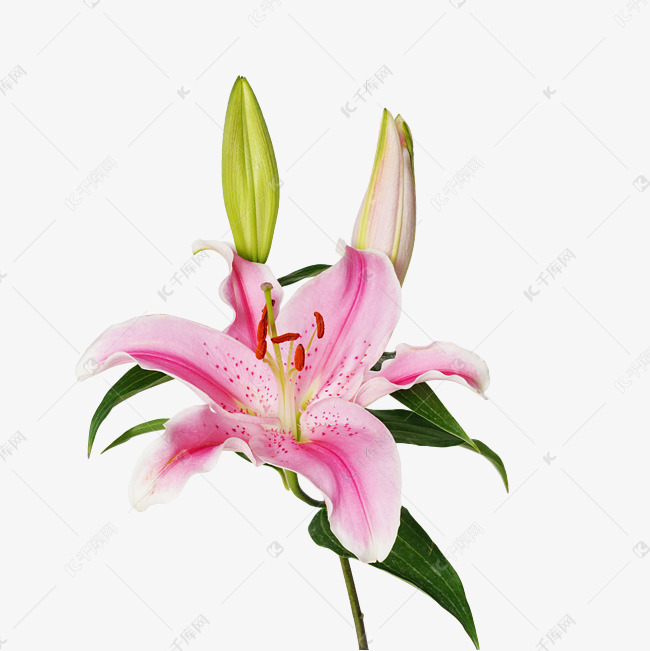 粉色百合花花束