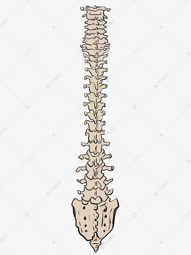 人体结构脊柱