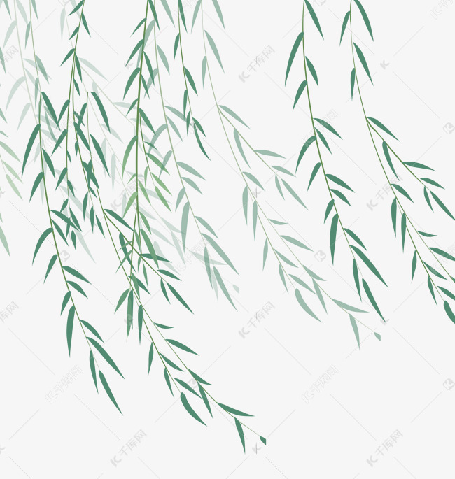 柳树柳叶