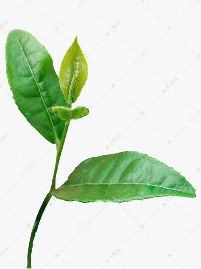 龙井茶绿茶叶子