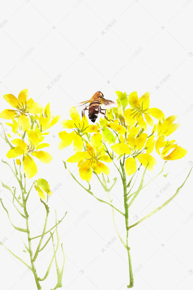 油菜花与蜜蜂