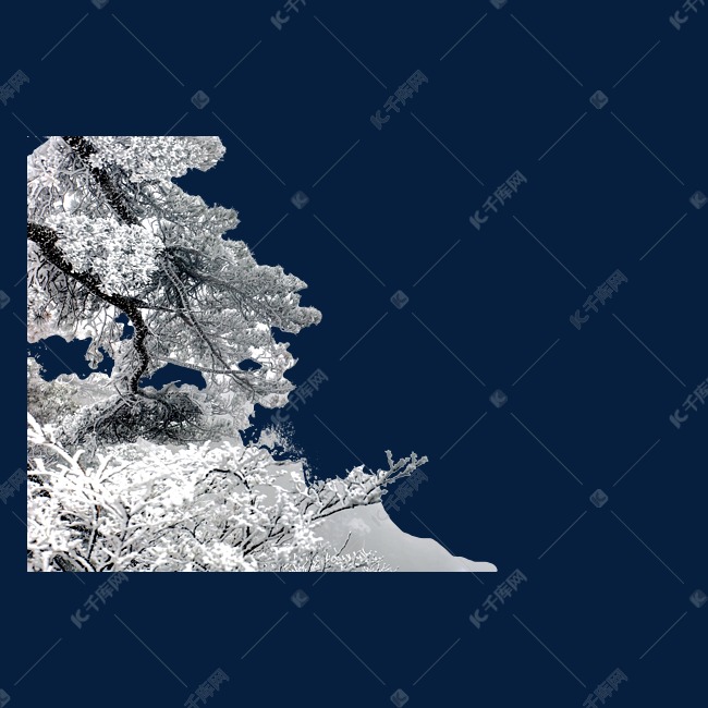 冬天雪中松树