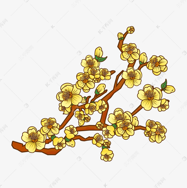 腊梅冬天手绘梅花