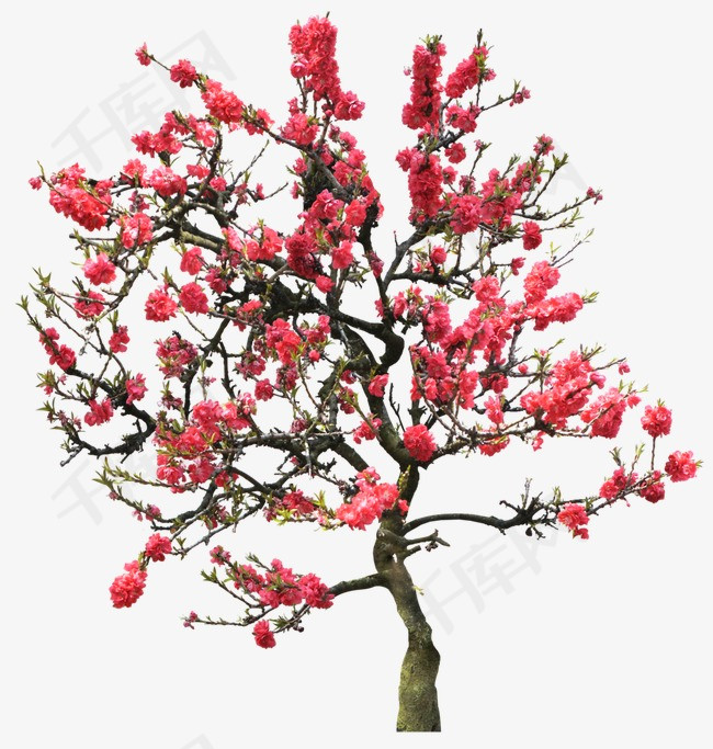 坚韧不拔的梅花树