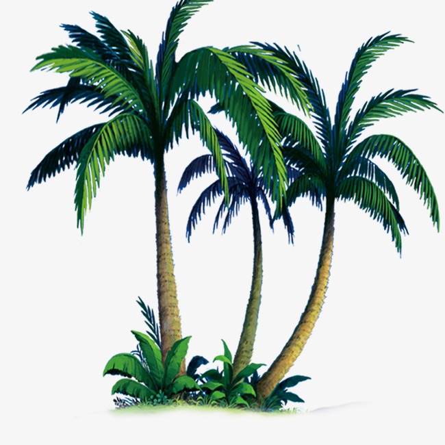 高清椰树图片