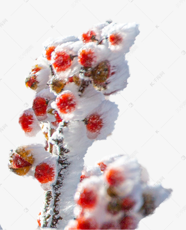 冬天树木种子和白雪