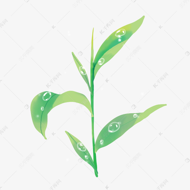 小草叶子上的露珠