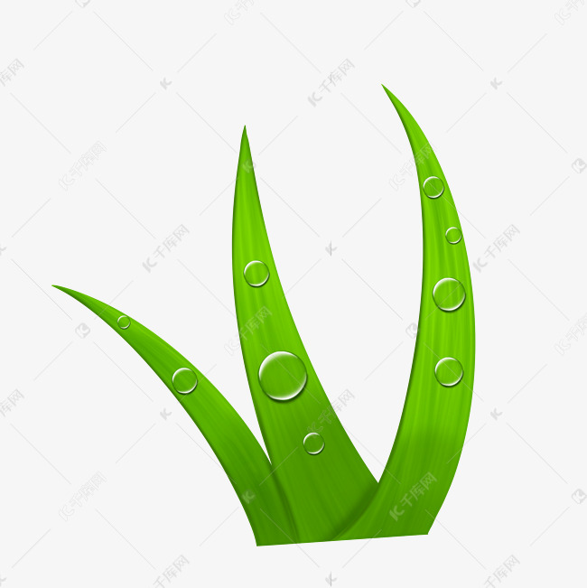 小草上的露水水滴