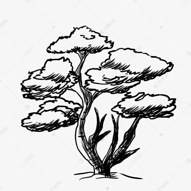 线描松柏松树
