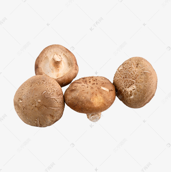 香菇 野生蘑菇