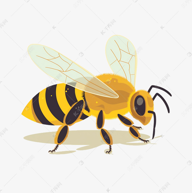 昆虫蜜蜂动物