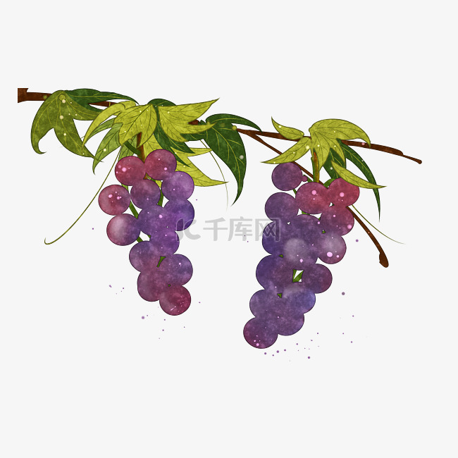 紫葡萄水果甜蜜晶莹PNG鲜果
