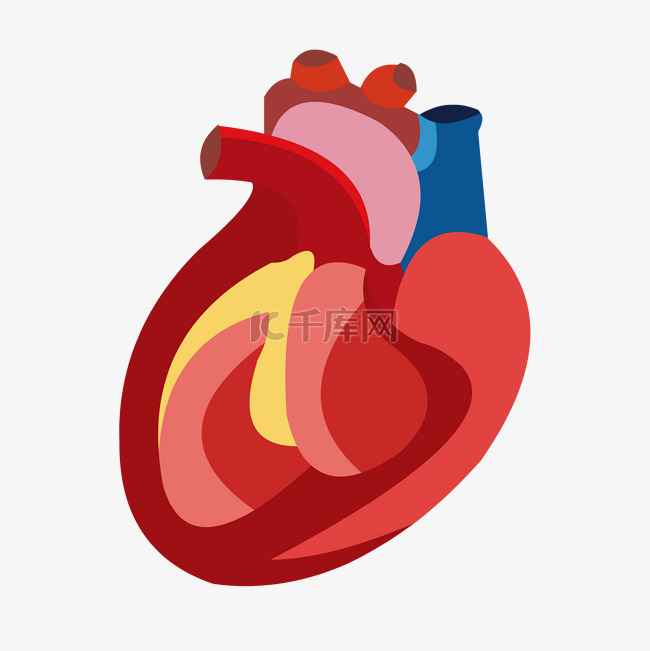 手绘人体器官结构图心脏矢量免抠