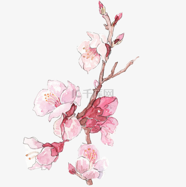 粉色的桃花手绘鲜花