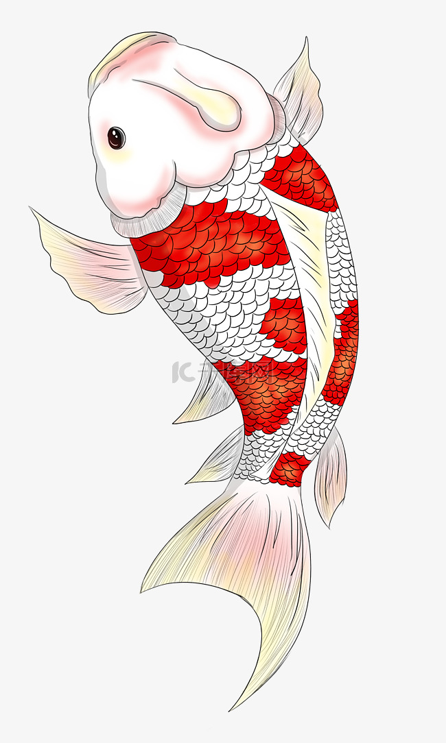 红白锦鲤鲤鱼手绘