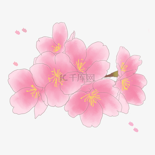 手绘春季粉色的樱花