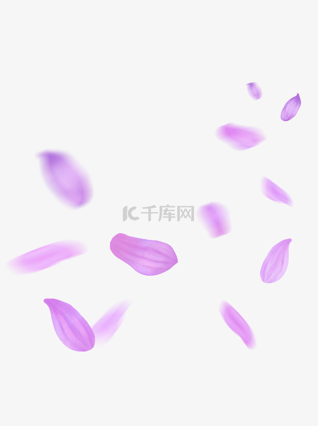 漂浮的花瓣粉紫色菊花花瓣飘落的