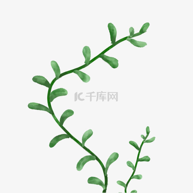 叶子植物 